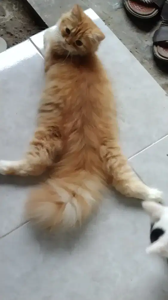 Kitten Persia Jantan Warna Oren