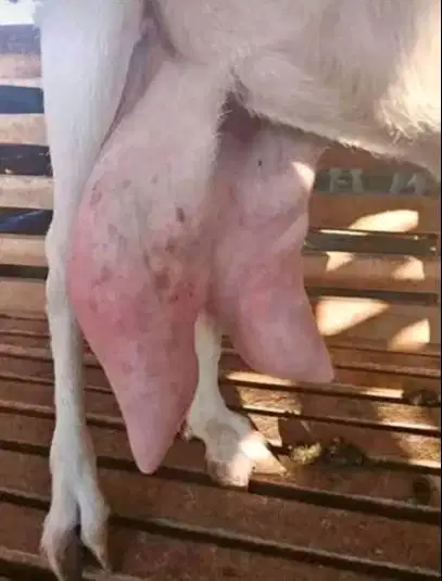 100liter susu kambing etawa murni 100% kemasan sachet 200ml siap jual