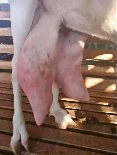 100 liter susu kambing etawa murni 100% kemasan sachet 200ml siap jual