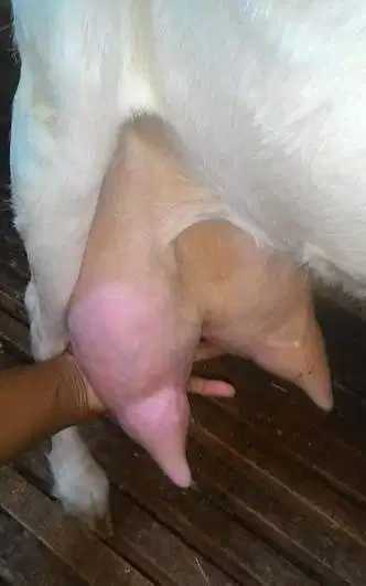 100 liter susu kambing etawa murni 100% sachetan 200ml siap jual puas