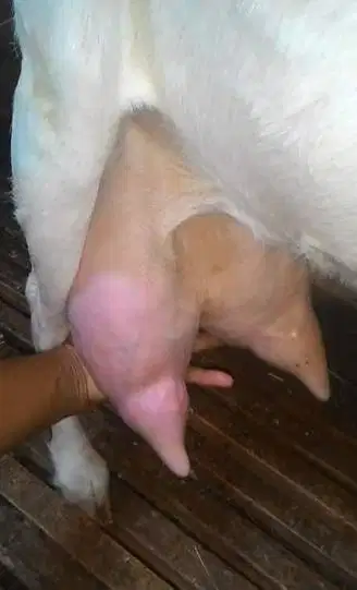 100 liter susu kambing etawa murni 100% kemasan sachet 200ml siap jual