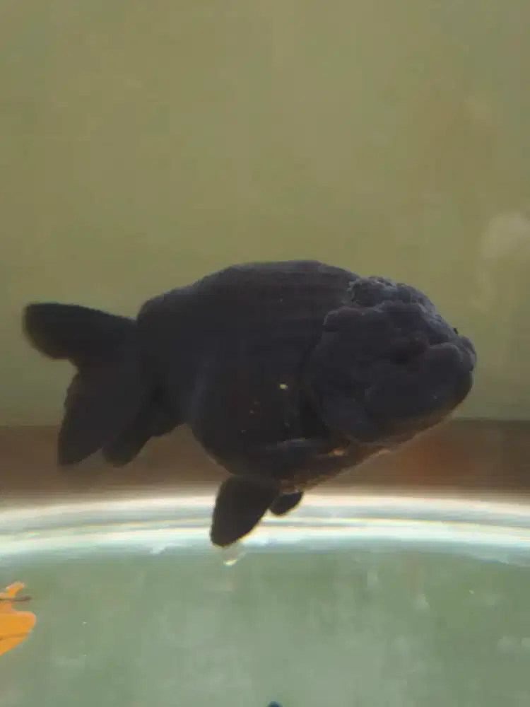 Ikan koki ranchu black solid