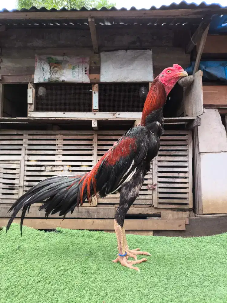Menjual ayam bangkok