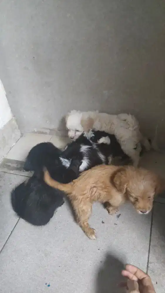 REAL MALTIPOO F1B, ASLI.. ADA INDUK SAMA BAPAKNYA DI RUMAH