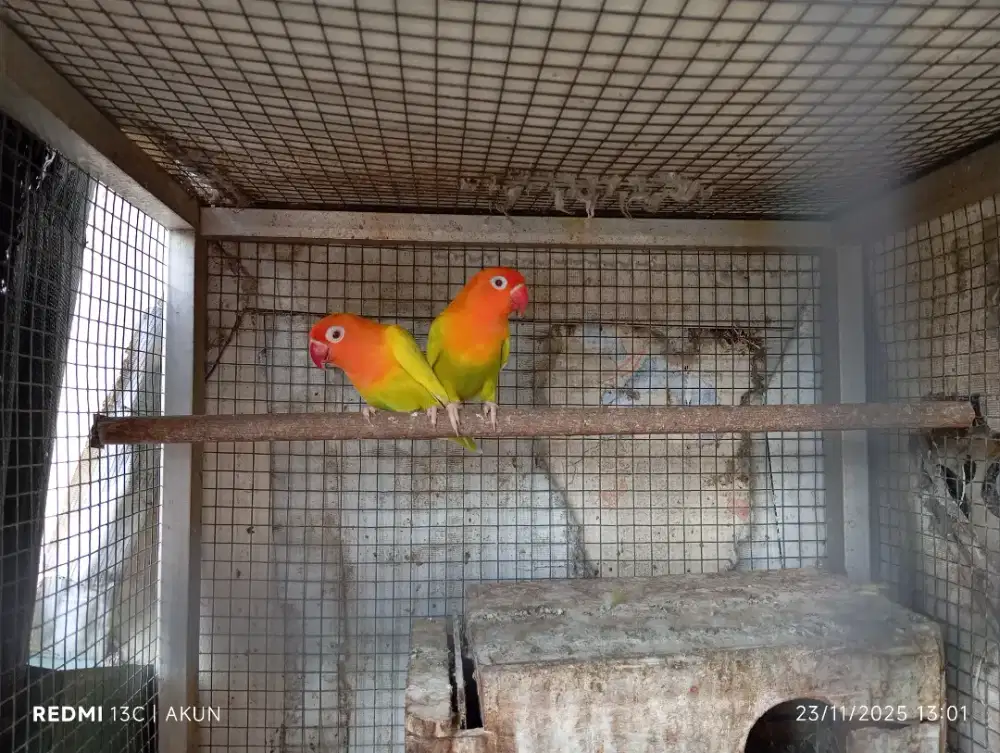 Lovebird biola pf green indukan
