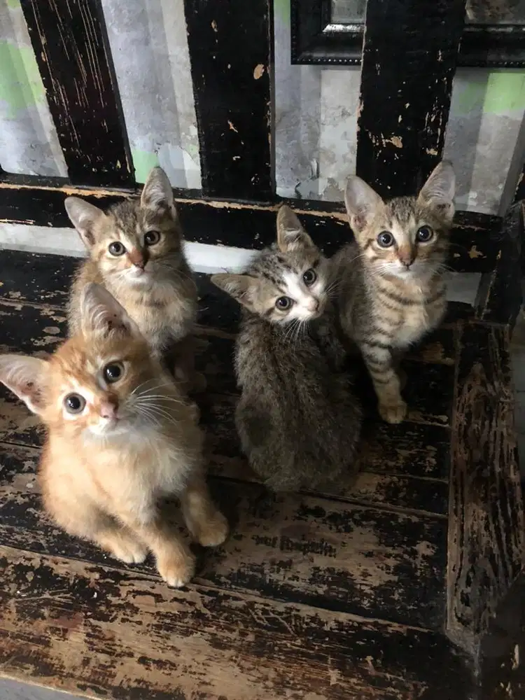 4 anak kucing dan induknya