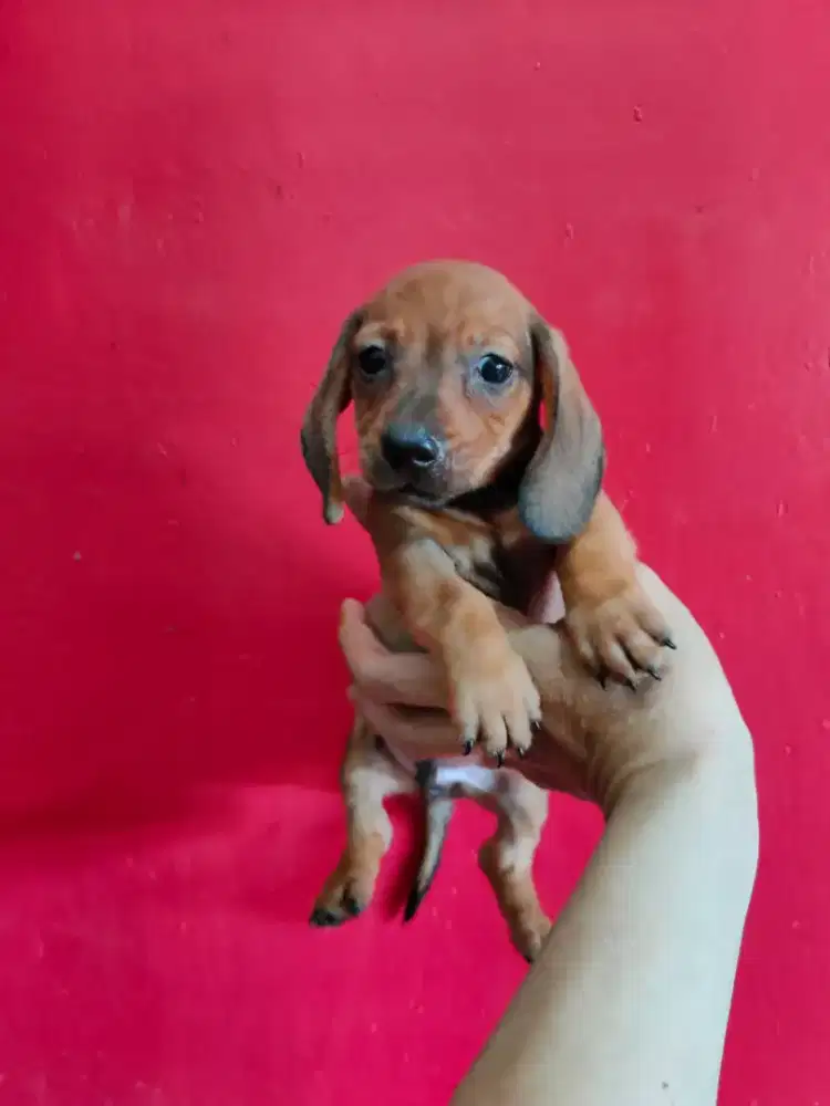 Miniature Dachshund