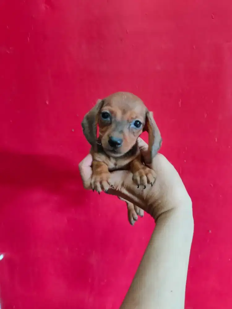 Miniature Dachshund