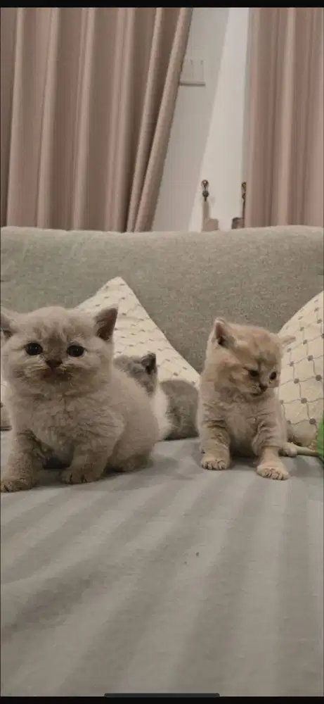 Kitten British Shorthair / Kucing