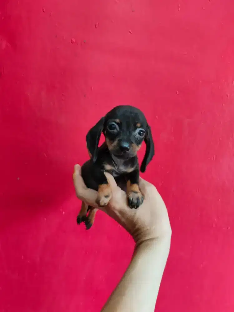 Miniature Dachshund