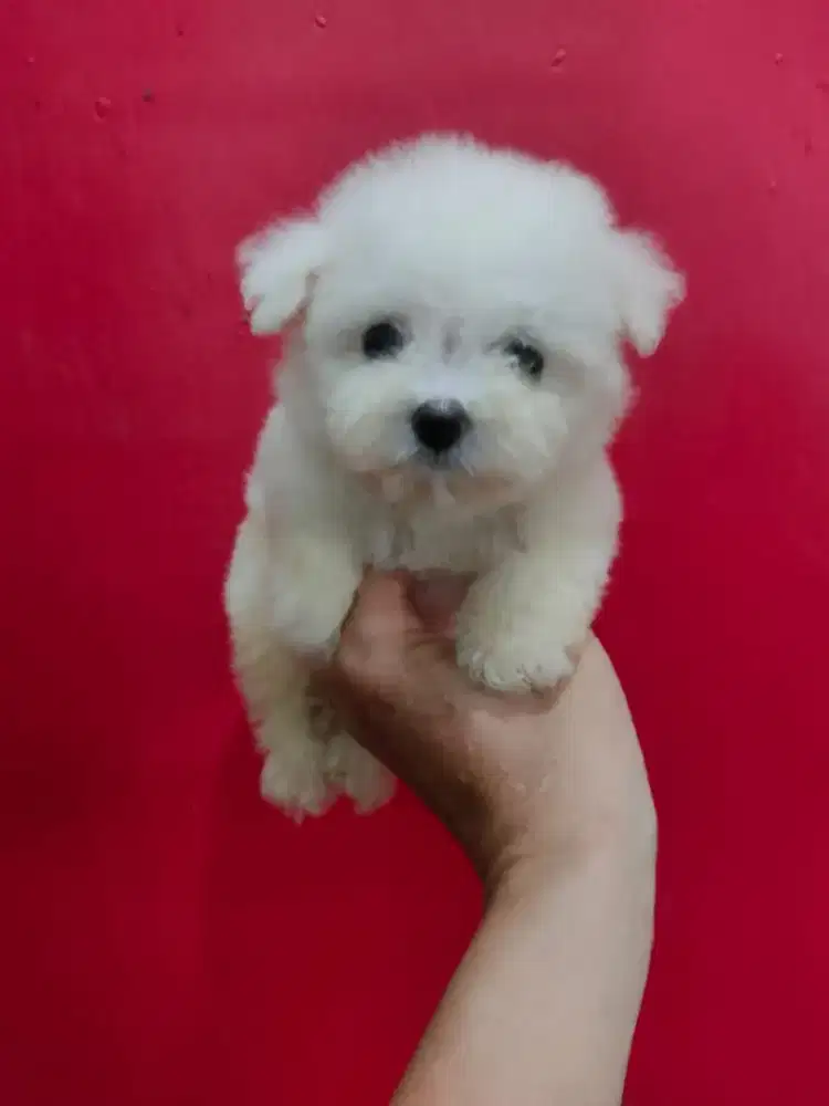 Bichon Frise Puppy