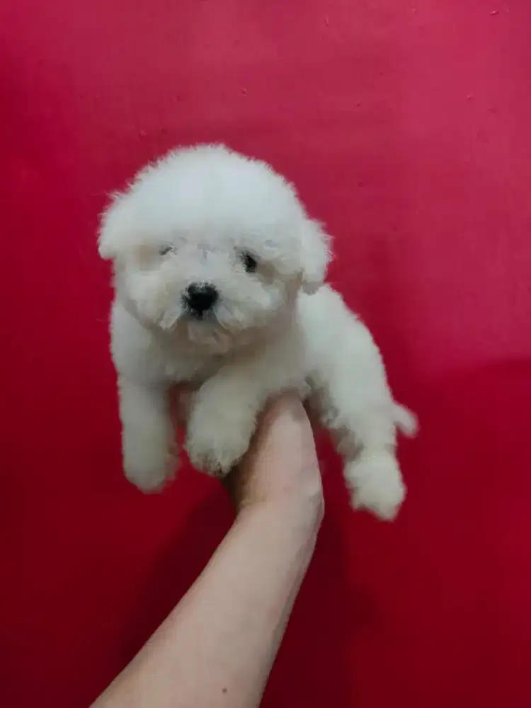 Bichon Frise Puppy
