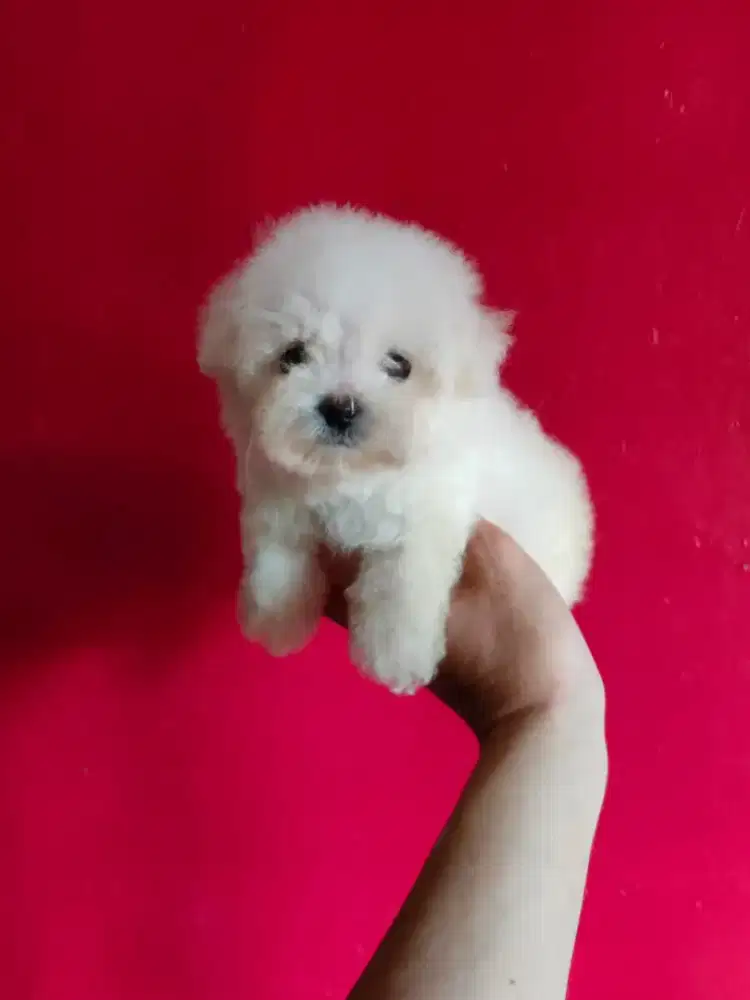 Bichon Frise Puppy