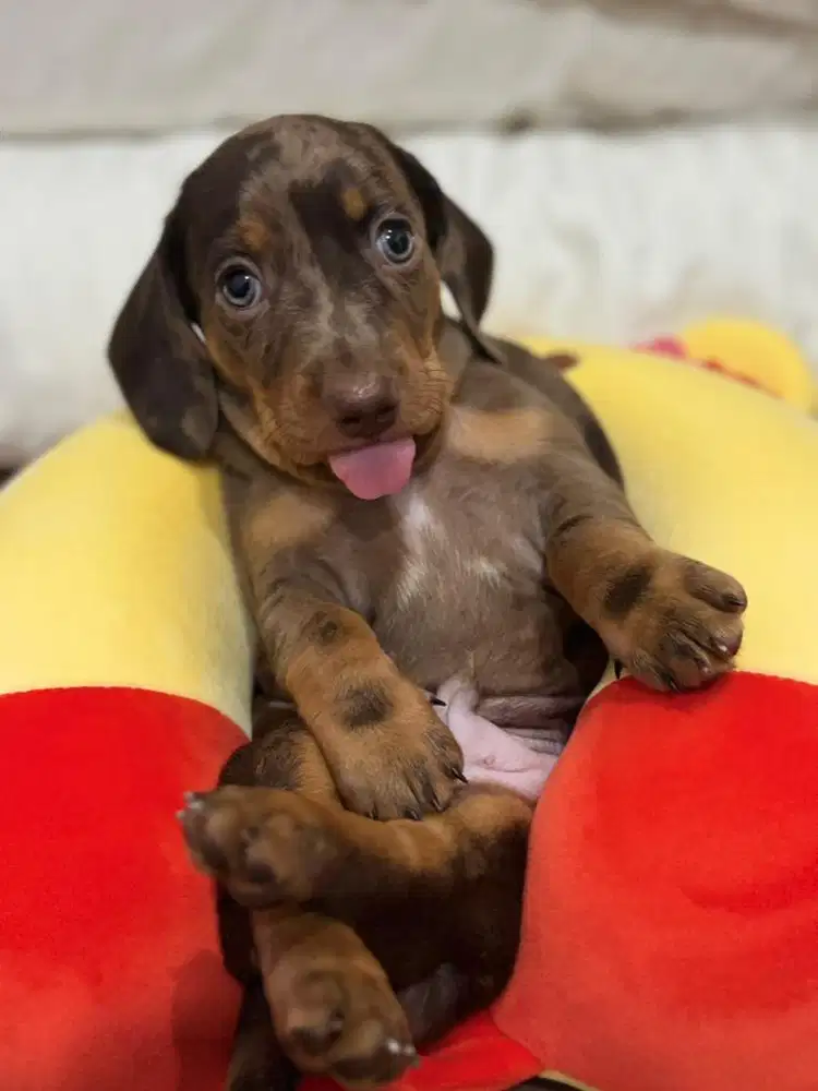 Open Adopt Pure Tekel Stambum