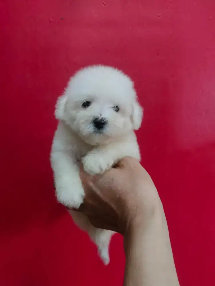 Bichon Frise Puppy