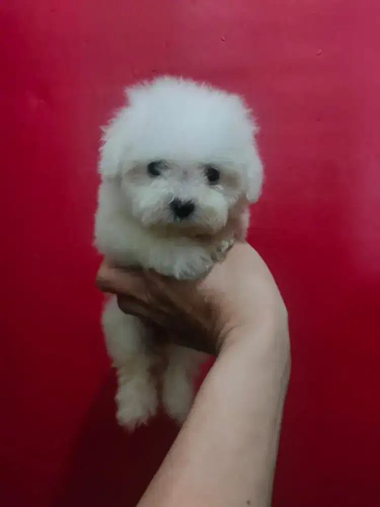 Bichon Frise Puppy