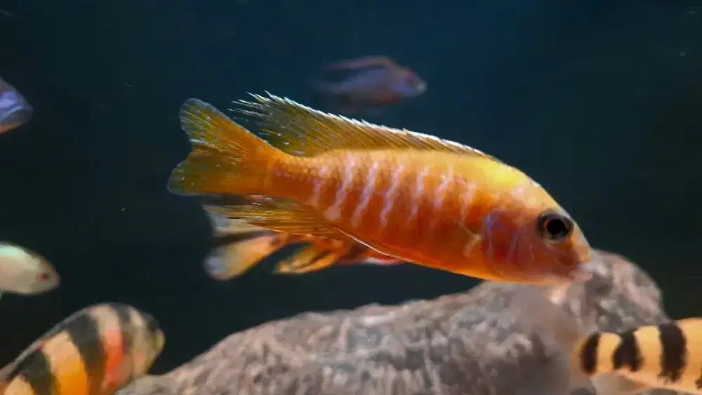 Ikan Cichlid Afrika