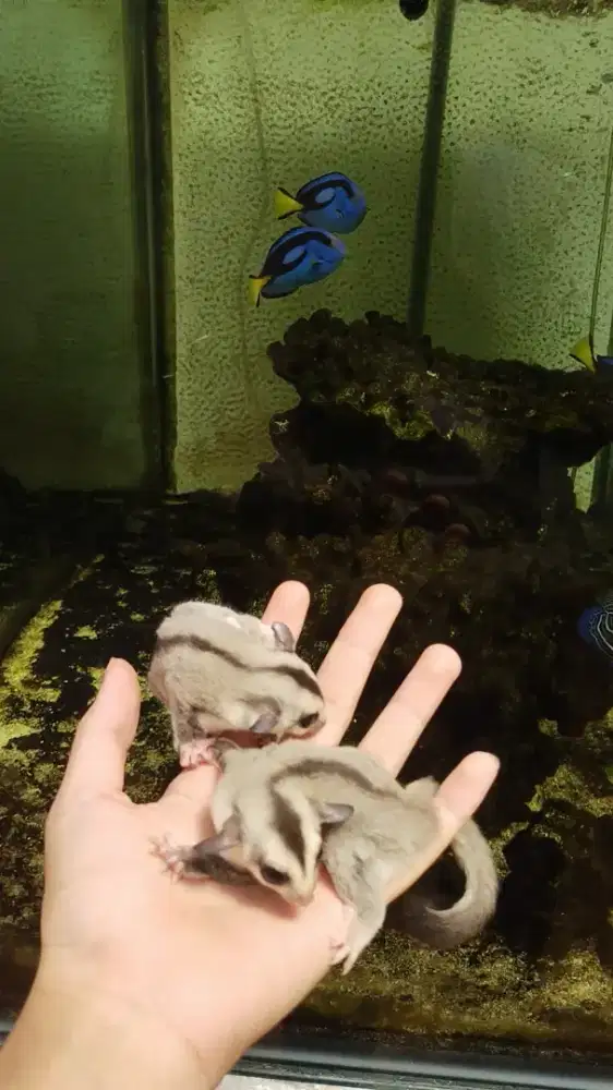 Sugar Glider White Face