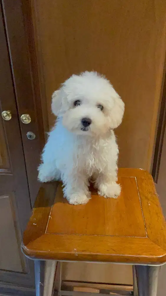 Light Fawn Toy Poodle Betina + Stambum + Vaksin