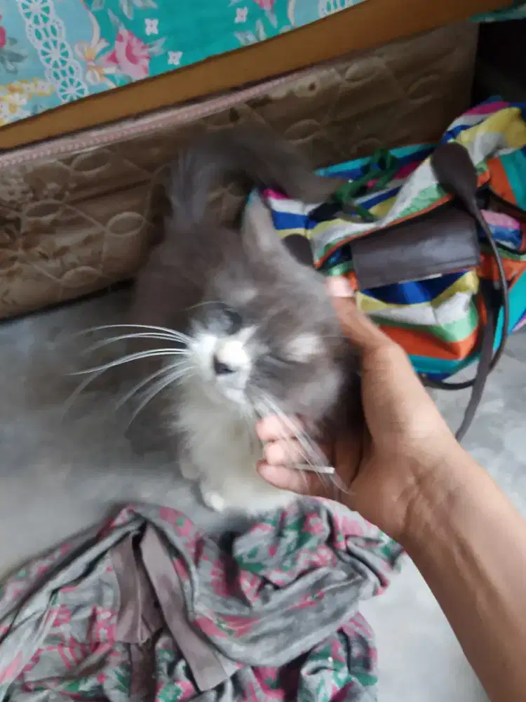 Anggora betina adult