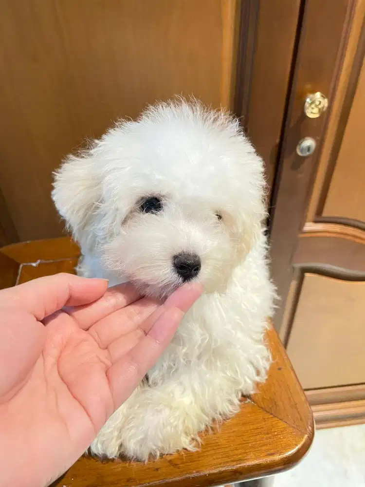 Light Fawn Toy Poodle Betina + Stambum + Vaksin