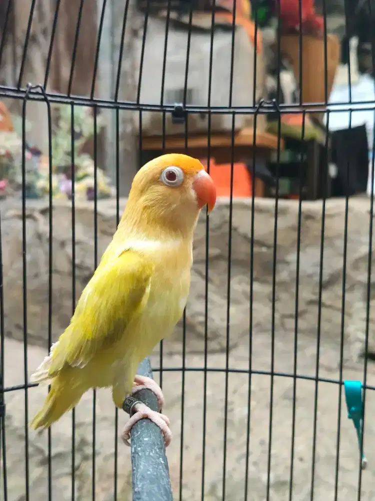 Lovebird AQUA PF JANTAN