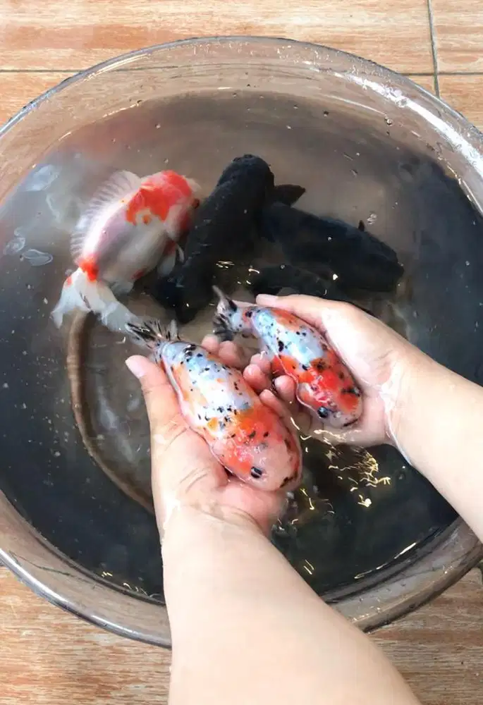 Ikan mas koki ranchu jumbo