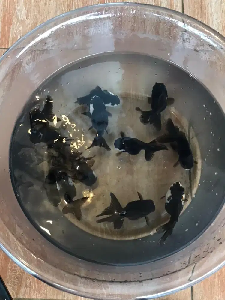 Koki oranda panda