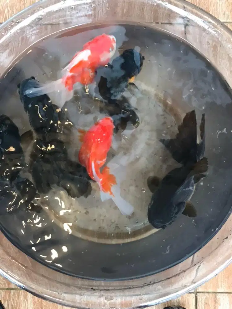 Koki oranda long tail