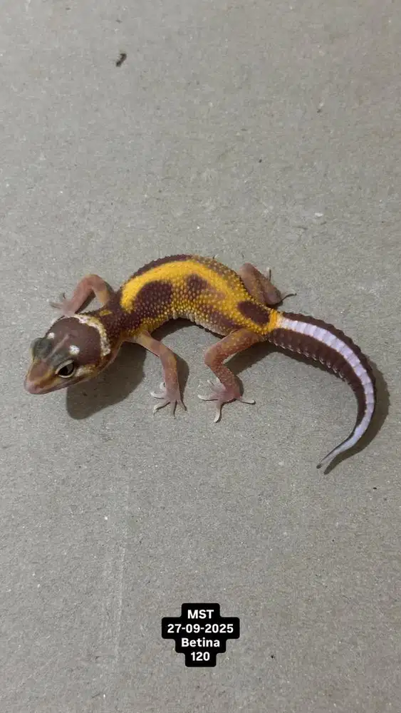 Gecko MST Betina