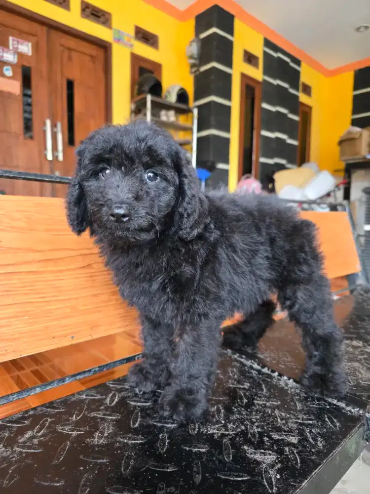 Poodle jantan murah