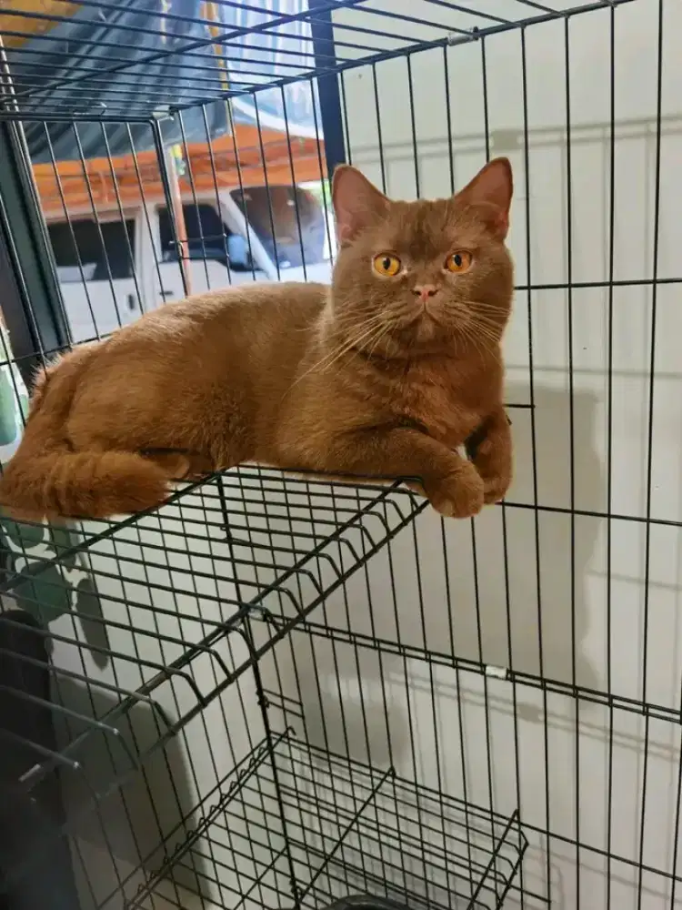 British shorthair Cinamon 5 bulan jantan