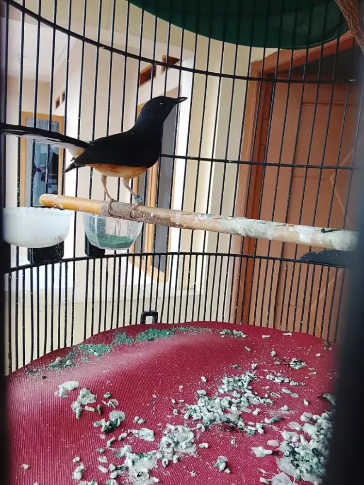 Murai beti pastol (Burja)