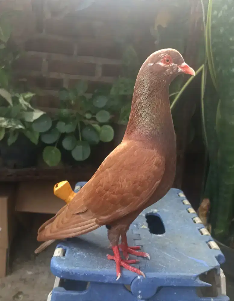 Merpati Tinggian Full Nitik