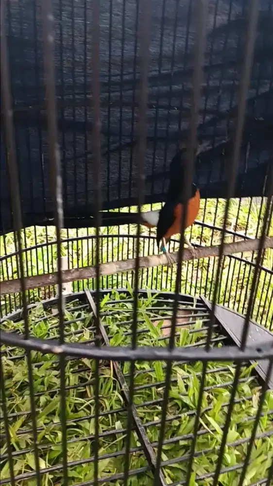 Murai batu medan PE 19Cm