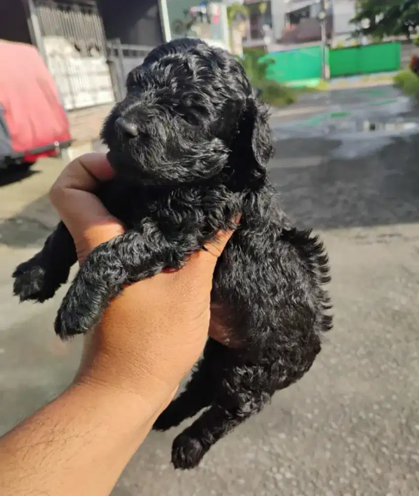 Puppy poodle jantan/betina black silver