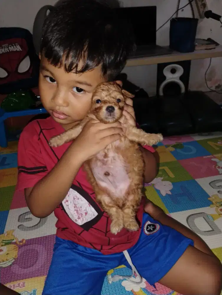 Anak anjing tinny poodle jantan,