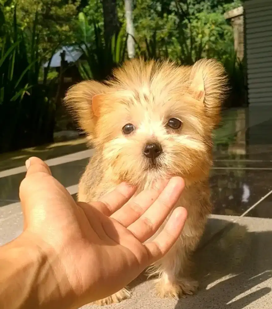 Anjing Yorkshire Terrier