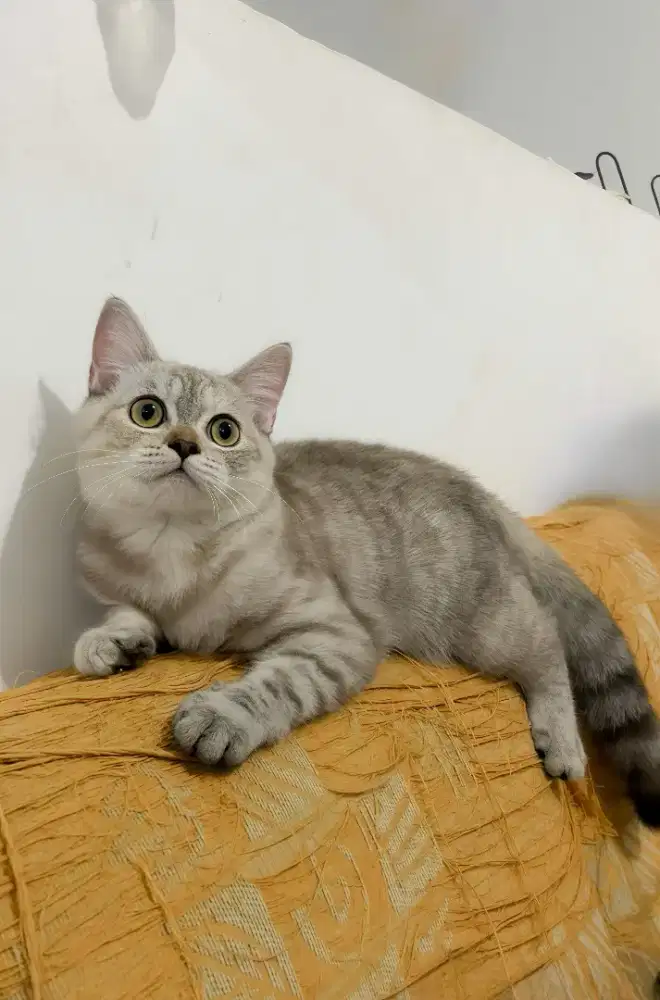 Munchkin NS Straight