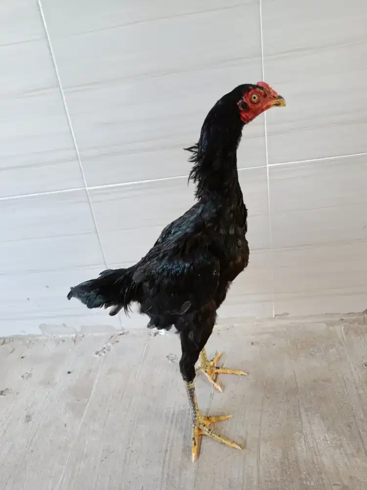 Anakan Ayam Bangkok Pakhoy