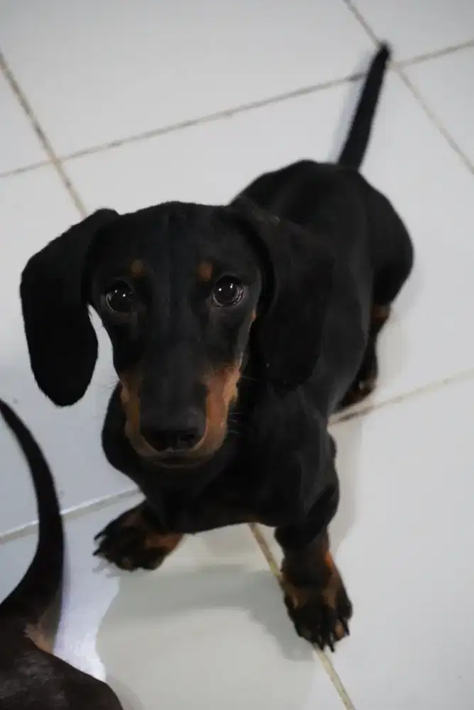 Anjing Tekel Jantan Black Tan DOB 03 June 2025