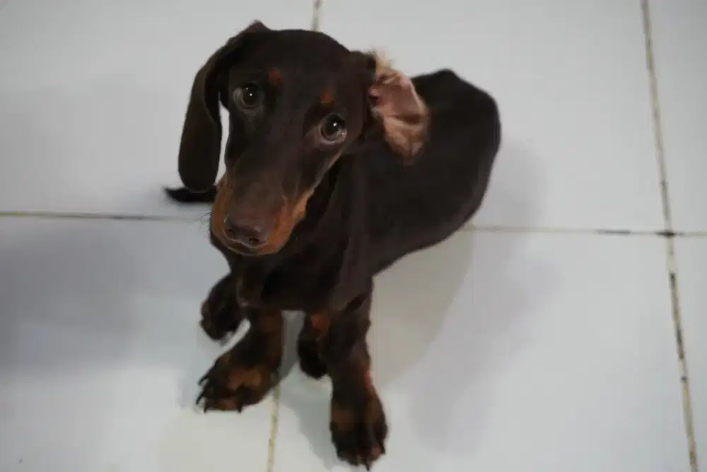 Anjing Tekel Jantan Red Tan DOB 03 June 2025