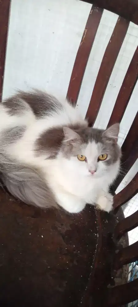 Anak Kucing Lucu Imut dan Menggemaskan