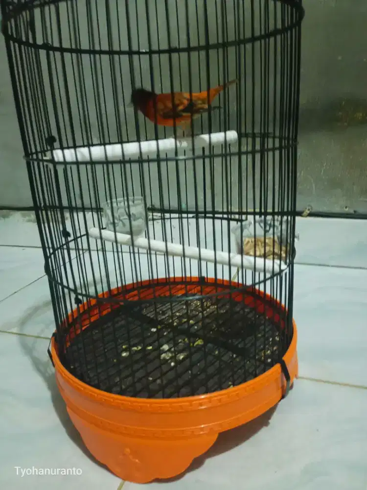 ‎Burung redsiskin x Blackred  kenari Hybrid cowok  gacor 850k