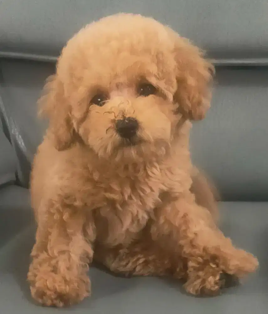 Anjing mini poodle