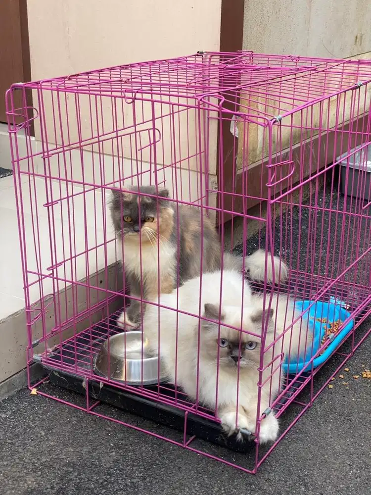 Sepasang Himalaya & Persia