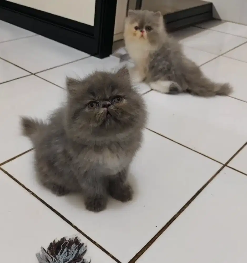 Kitten Persia Peaknose Longhair Betina