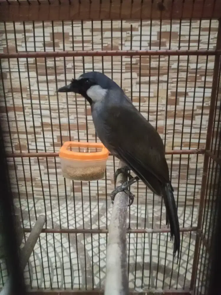 Poksay Hongkong jantan gacor joged