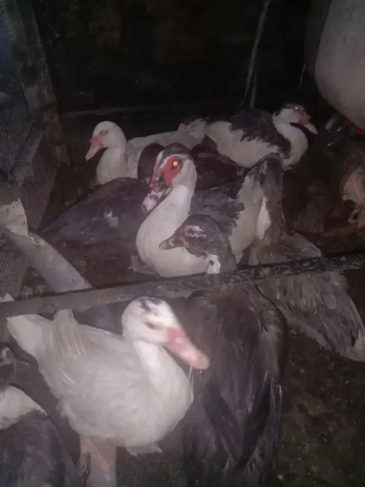 JUAL CEPAT SEMUA 9 EKOR 1JT350, SDH MAU BERTELOR.