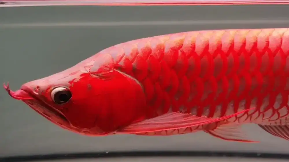 Arwana sumo otw ngeblok